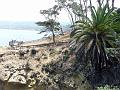 La Jolla P1010807